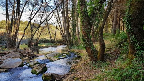 View of trees in forest