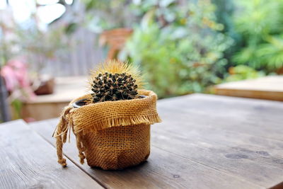 Close-up of potted plant on table