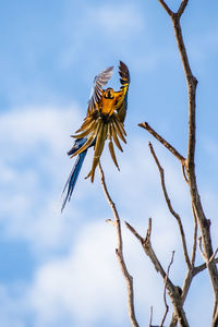 Low angle view of bird perching on a tree