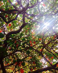 Low angle view of tree against sky