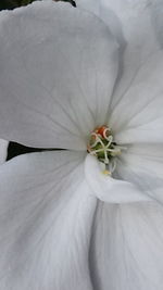 Macro shot of white hibiscus flower blooming outdoors