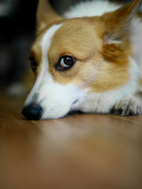 Close-up of dog looking away