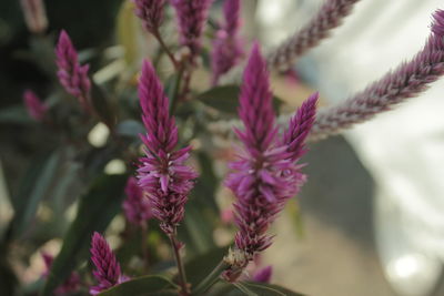 Close-up of pink flowering plant