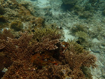 Close-up of coral in sea