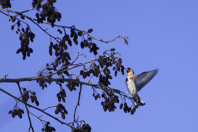 Low angle view of bird perching on tree against sky