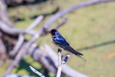 Close-up of bird perching on branch