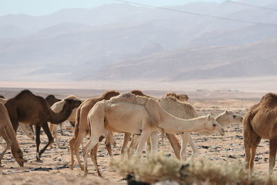 Group of grazing camels near wadi rum in jordan