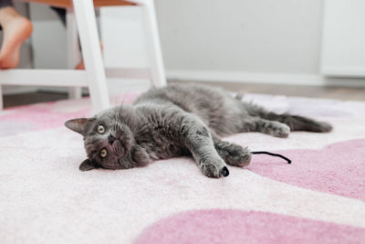A beautiful gray cat lies on a pink carpet in a children's room and looks at the camera. animal rest