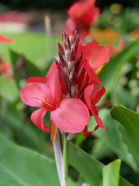 Close-up of pink flower