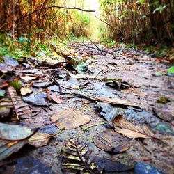 Stream in forest