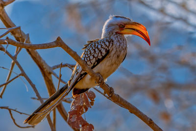 Low angle view of bird perching on branch