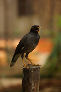 Close-up of bird perching on wooden post