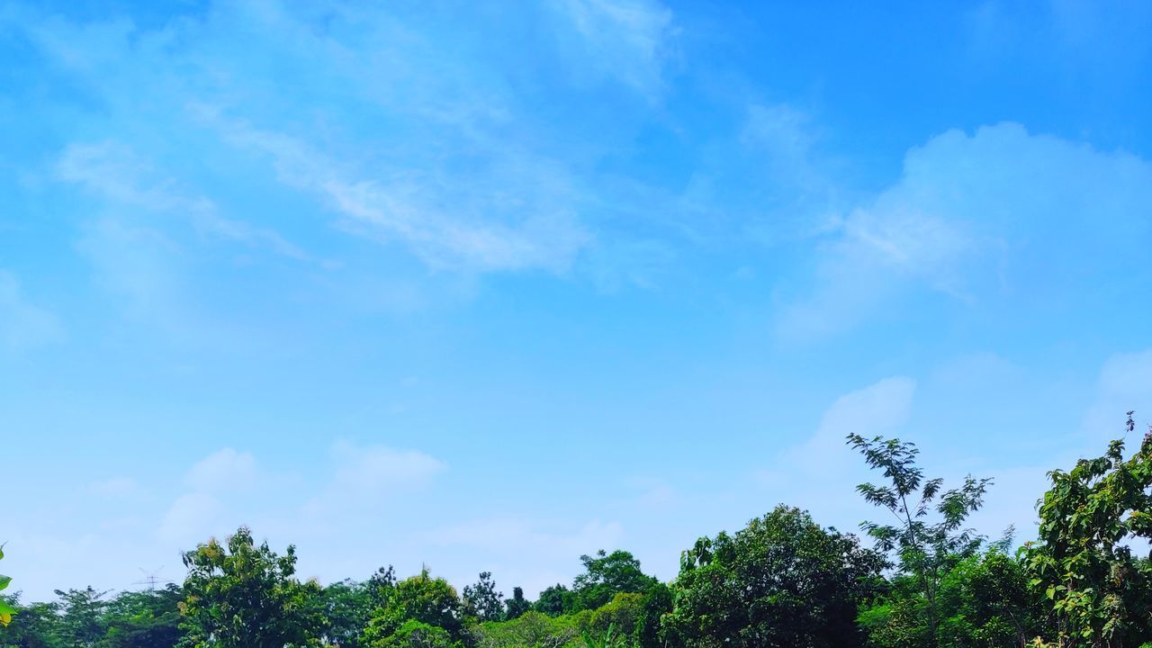 LOW ANGLE VIEW OF PLANTS AGAINST SKY