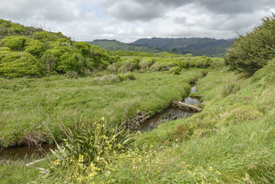 Scenery at the whareroa beach at queen elizabeth park in new zealand