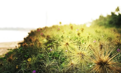 Close-up of flowers growing in field