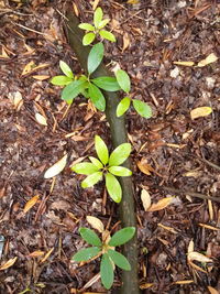 High angle view of plant growing on field