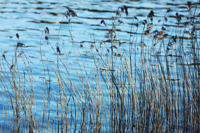Scenic view of lake