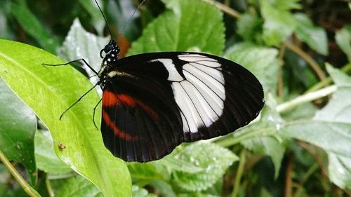 Close-up of butterfly on leaf