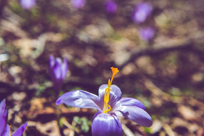 Close-up of purple iris flower