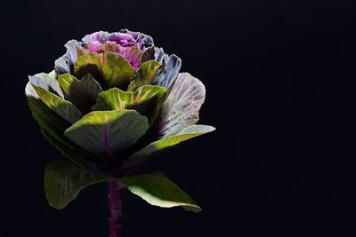 Close-up of flowering plant against black background