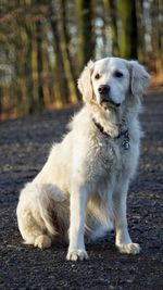 Portrait of dog looking away