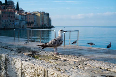 Seagull perching on retaining wall by sea against sky