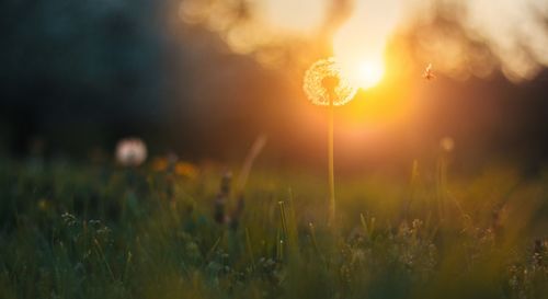 Close-up of plants growing on field against bright sun