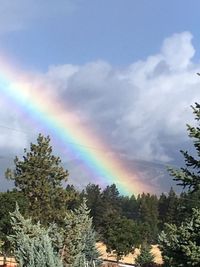 Low angle view of rainbow over trees against sky