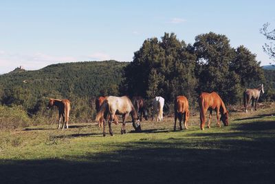 Horse grazing on field