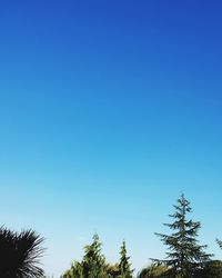 Low angle view of trees against blue sky