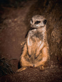 Close-up of meerkat