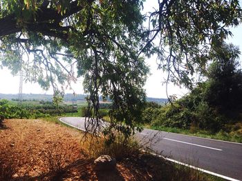 Road passing through trees