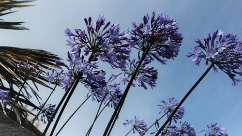 Low angle view of flowering plants against sky