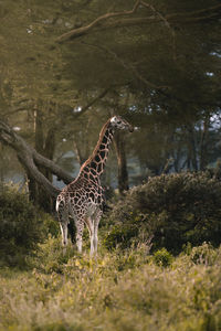 Giraffe standing on land against trees