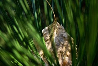 Close-up of leaf on grass