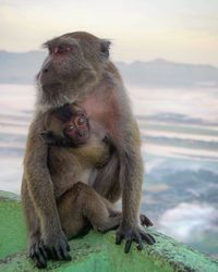 Close-up of monkey with infant sitting on rock against sky