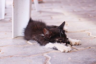 Cat relaxing on footpath