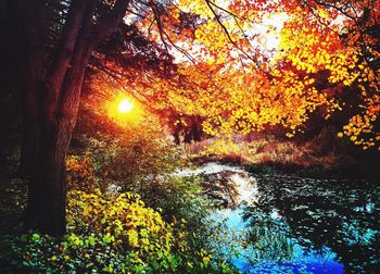 Sun shining through trees