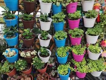 Potted plants for sale at market stall