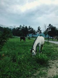 Horses grazing in a field