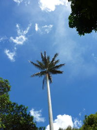 Low angle view of palm tree against blue sky