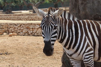 Zebras standing in zoo