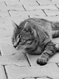 High angle view of tabby cat on footpath