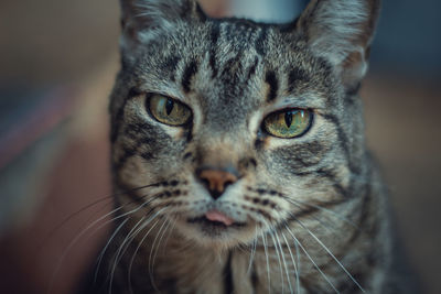 Close-up portrait of cat