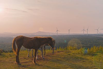 Horse standing on field against sky during sunset