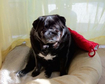 Portrait of dog sitting on sofa at home