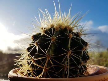 Close-up of cactus plant against sky