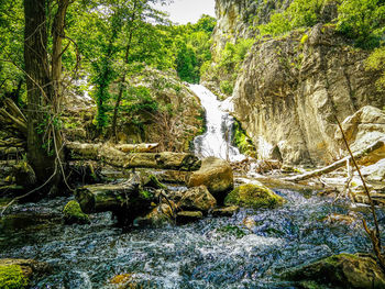 River flowing through forest