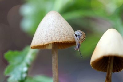 Close-up of mushroom growing outdoors