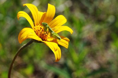 Close-up of yellow day lily blooming outdoors